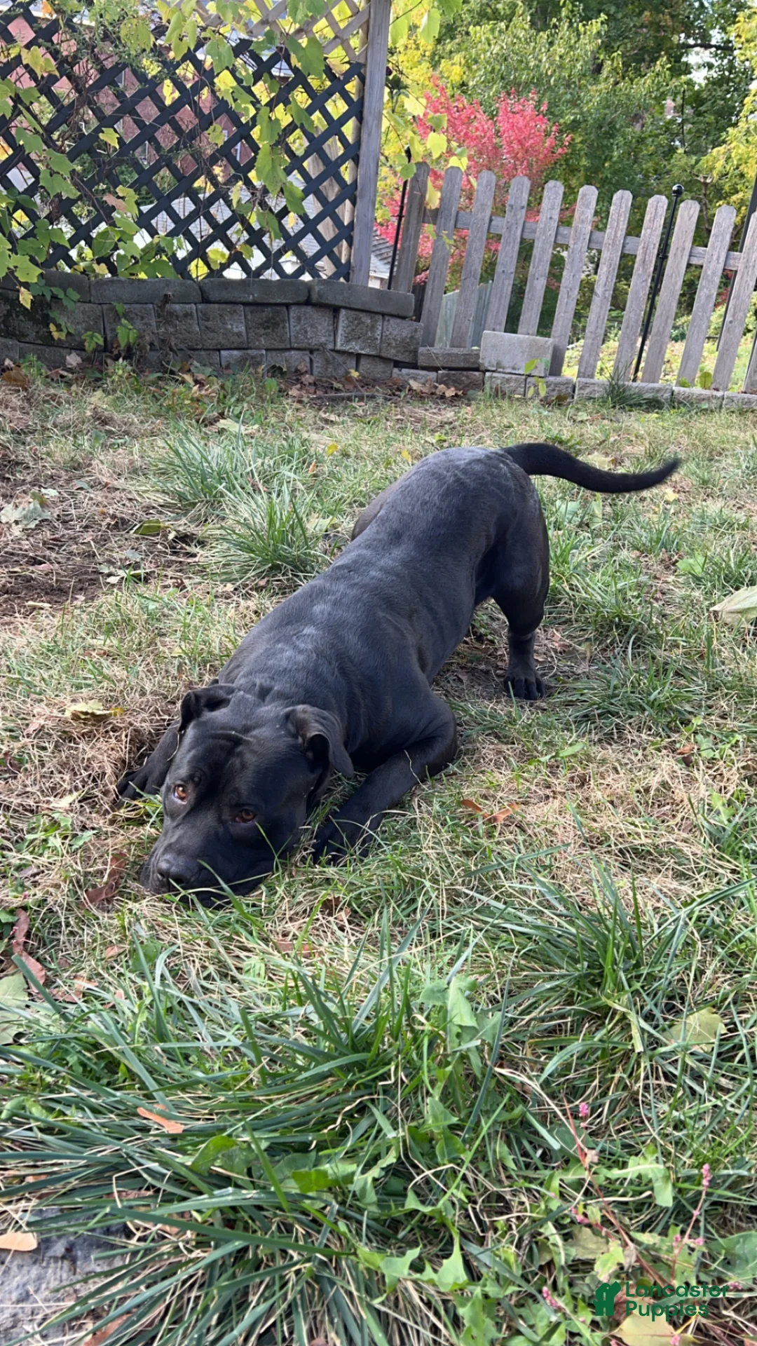 Mixed Breed dogs for sale: Nova - Ad 2