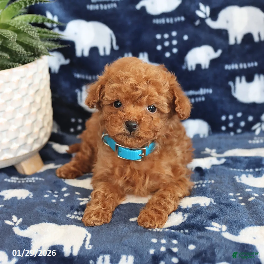 Miniature Poodle dogs for sale: Nicholas - Ad 5