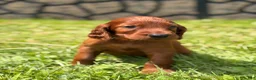 Irish Setter dogs for sale: Orange collar  - Ad 3