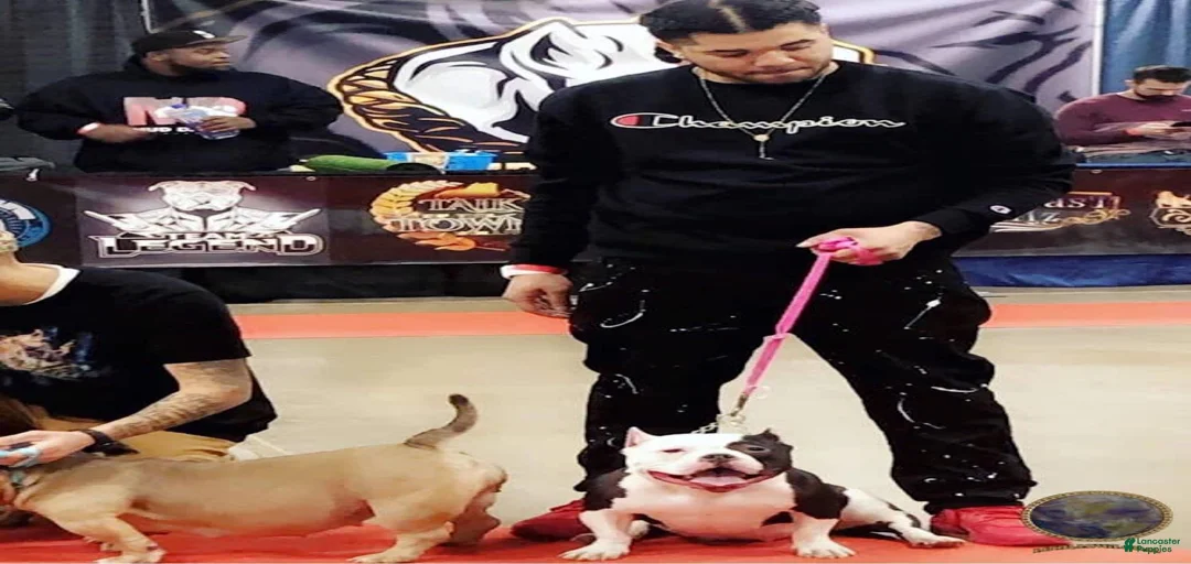 Gallery Image {{count}}