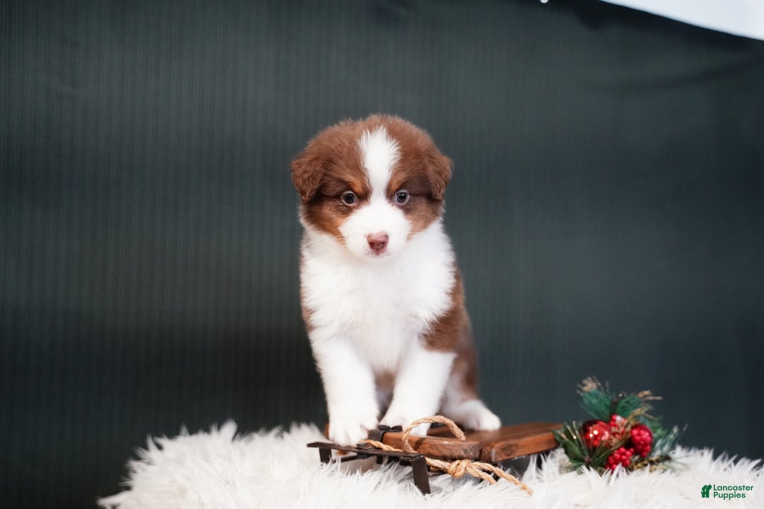 Miniature Australian Shepherd dogs for sale: Barney - Ad 2