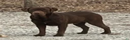Labrador Retriever dogs for sale: Bear - Ad 5