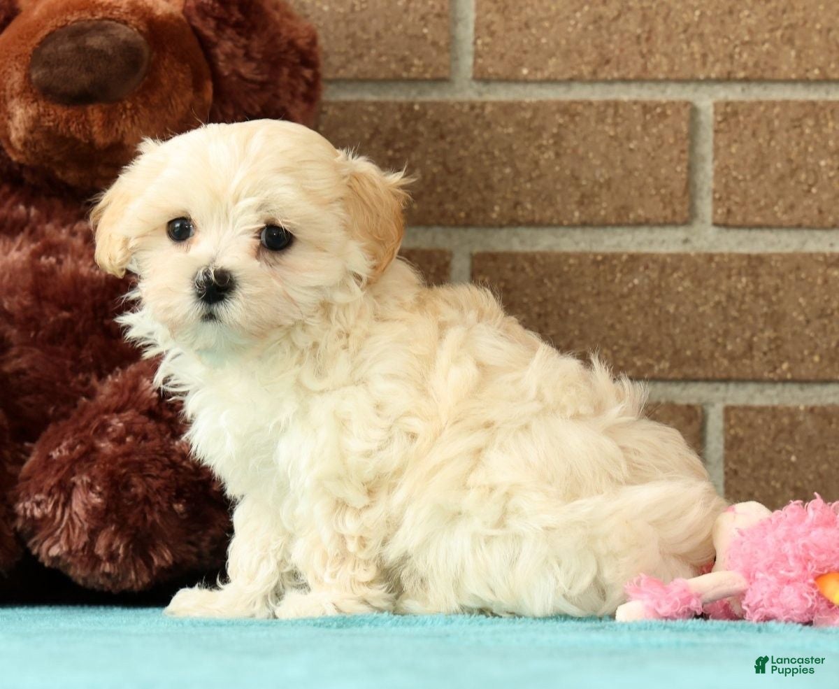 Maltipoo dogs Mia - Ad 2