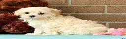 Maltipoo dogs for sale: Mia - Ad 3