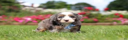 Mini Bernedoodle dogs for sale: Ollie - Ad 6