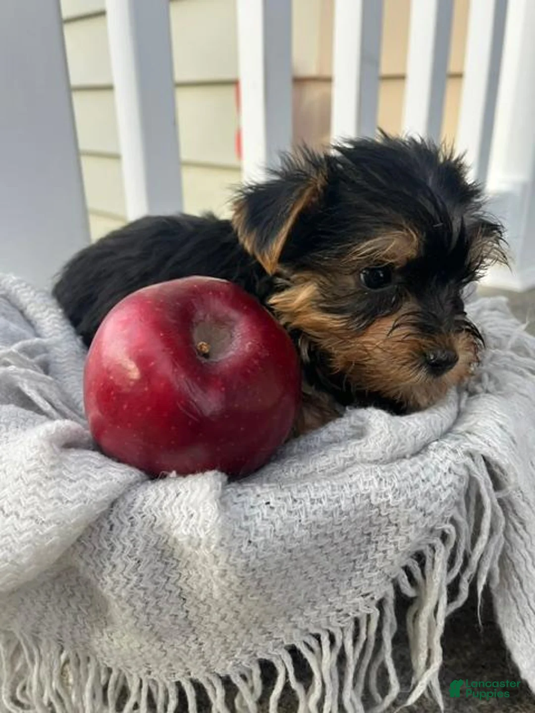 Yorkshire Terrier dogs for sale: Moses - Ad 3