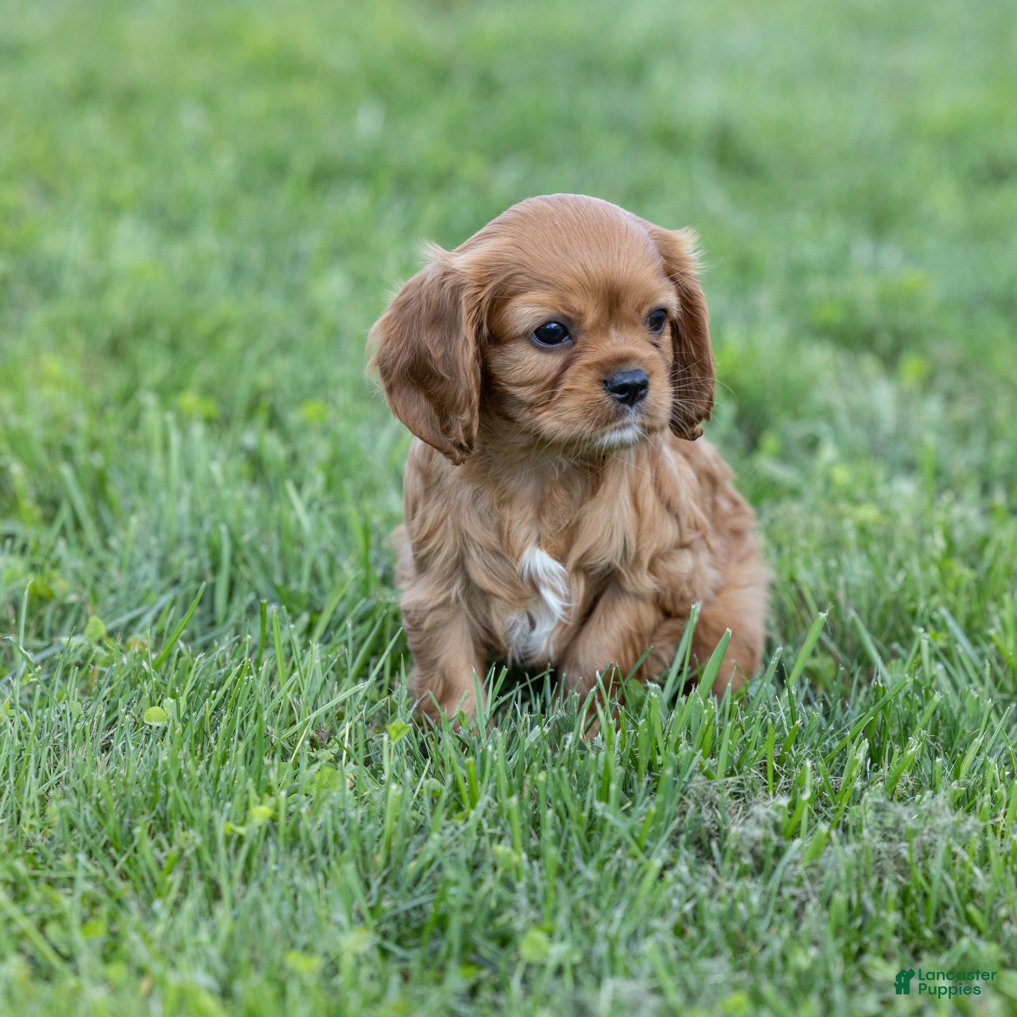 Cavalier King Charles Spaniel dogs Chestnut - Ad 1