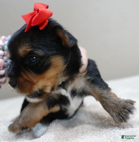 Yorkshire Terrier dogs Peyton - Ad 21