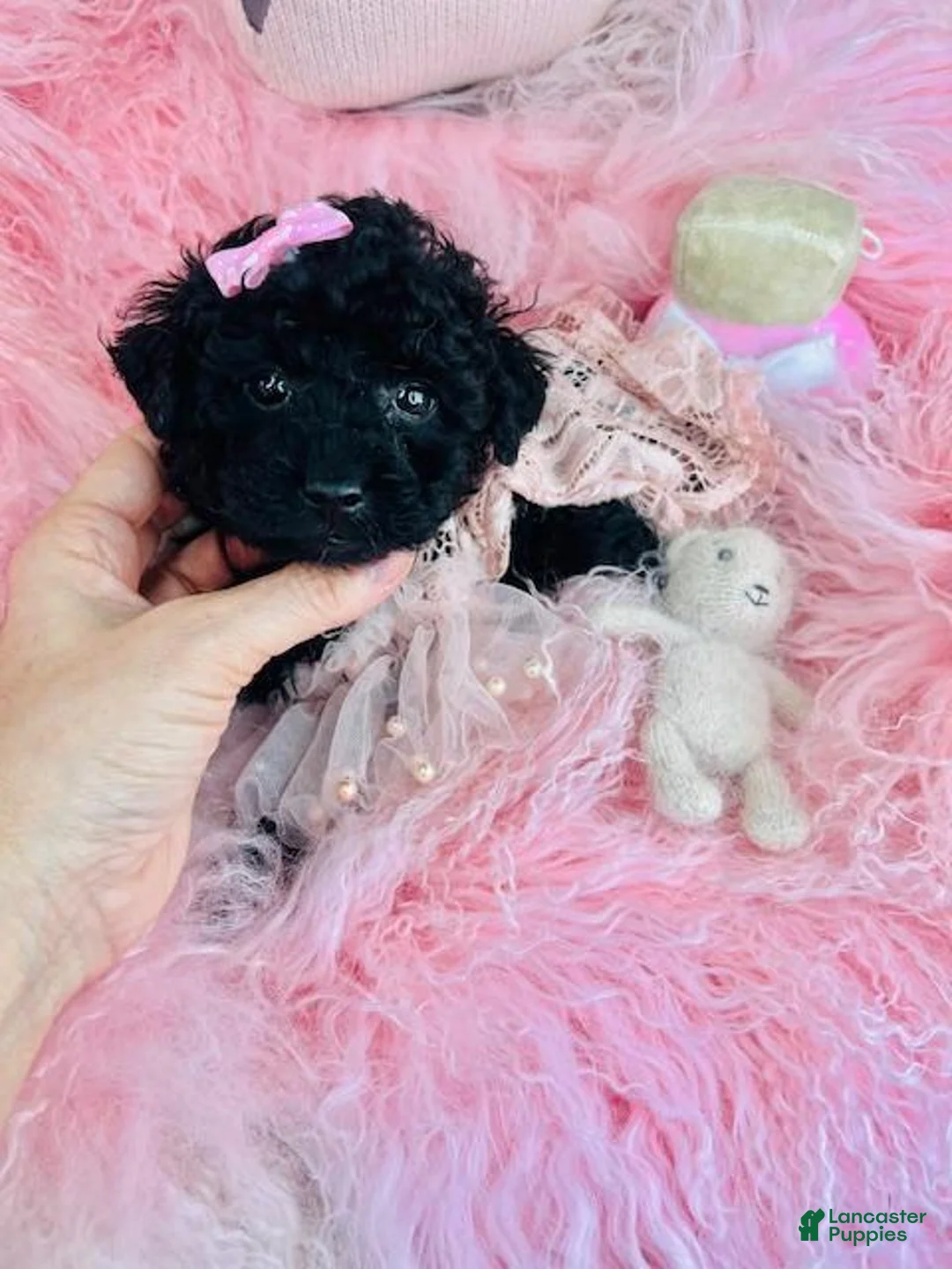 Miniature Poodle dogs for sale: Miniature Poodle Puppy 1 - Ad 2