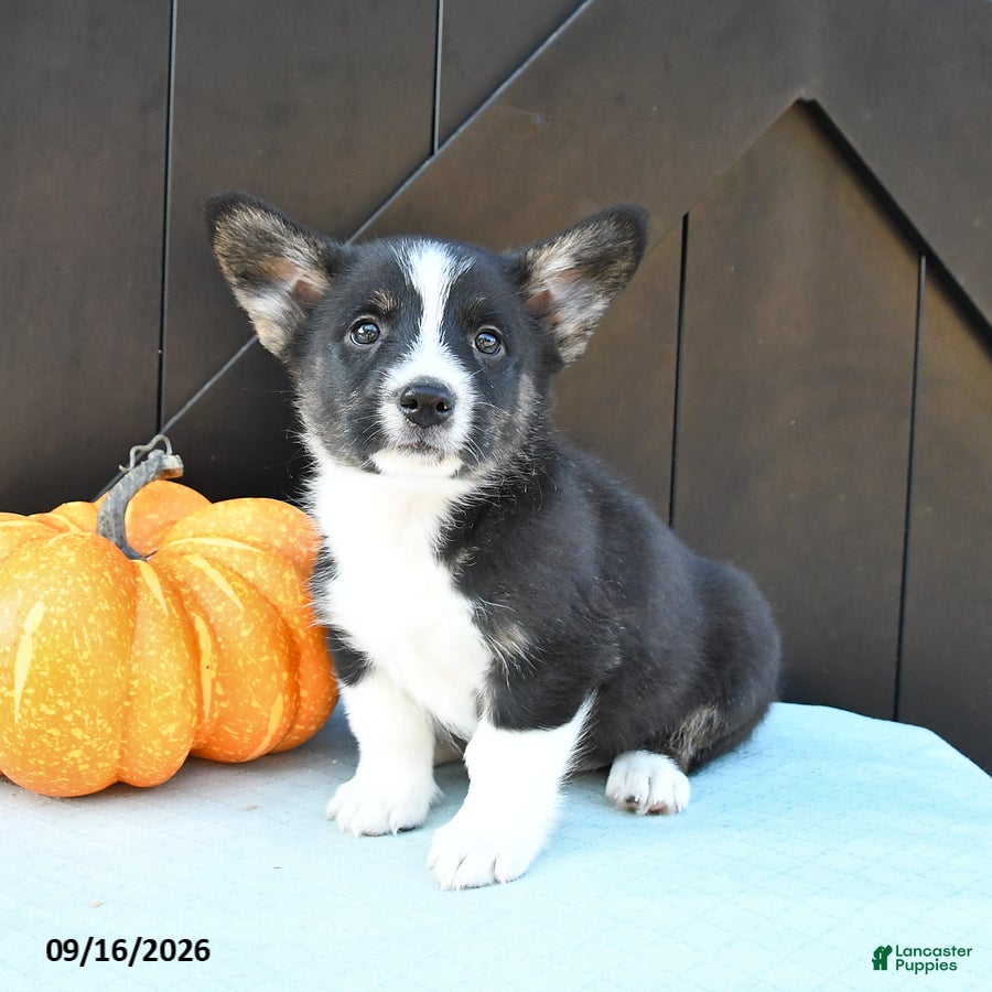Welsh Corgi Pembroke dogs Alpe - Ad 2