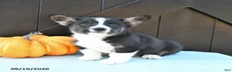 Welsh Corgi Pembroke dogs for sale: Alpe - Ad 2