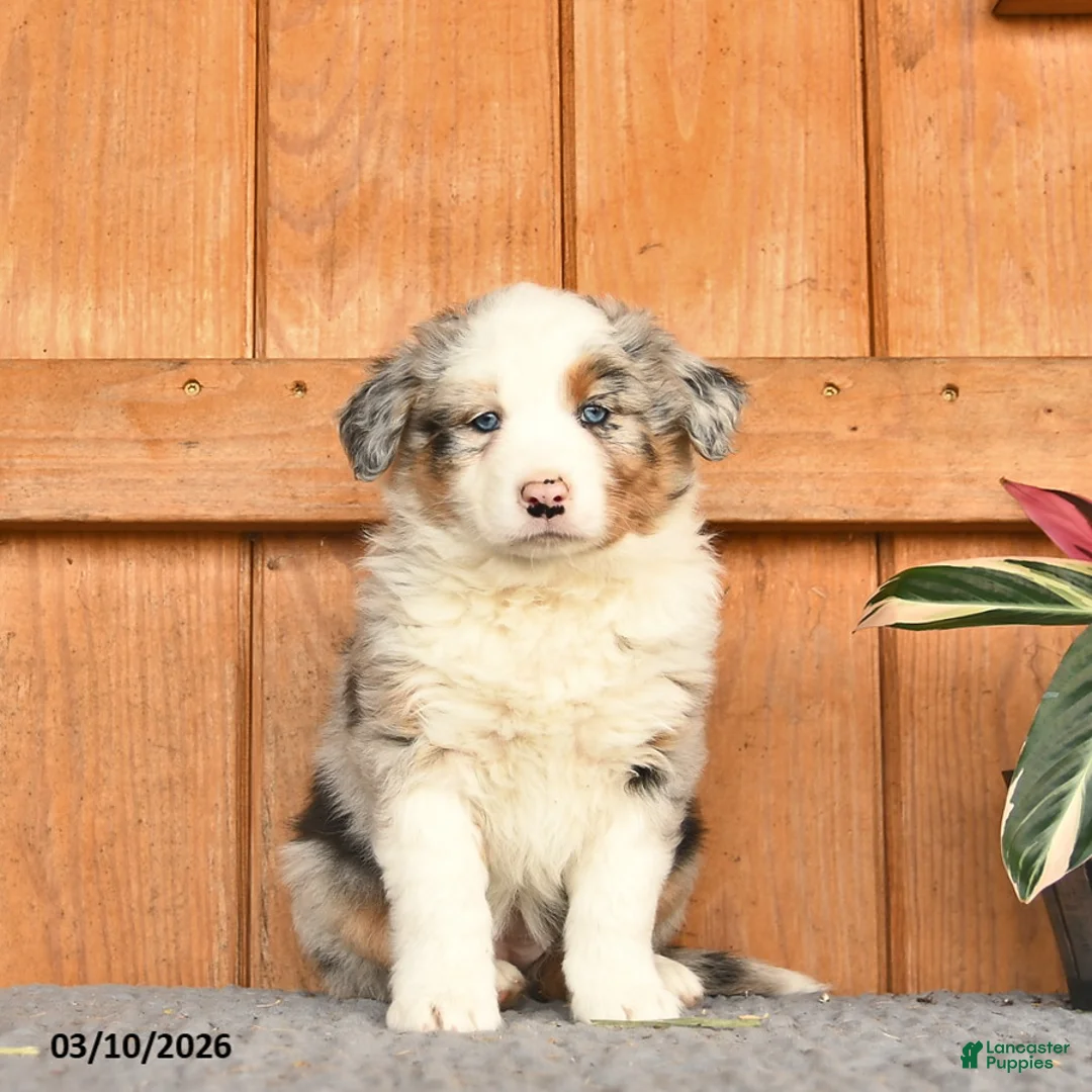 Australian Shepherd dogs for sale: Annabell  - Ad 3
