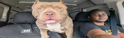 American Bully dogs for sale: Iris - Ad 20