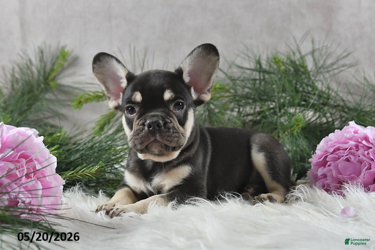 French Bulldog dogs Harley - Ad 2