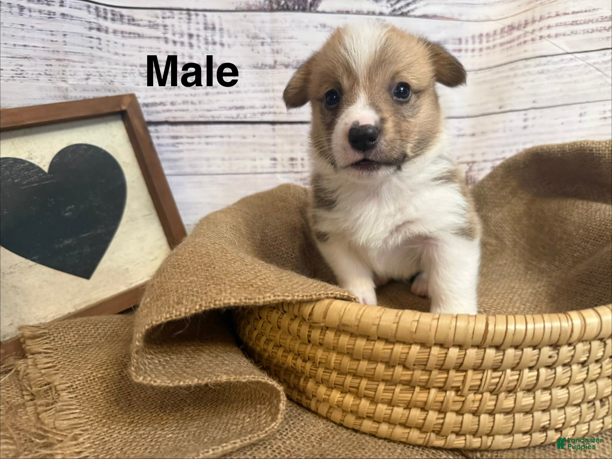 Welsh Corgi Pembroke dogs Welsh Corgi Pembroke 4 - Ad 1