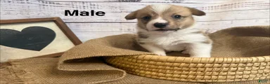 Welsh Corgi Pembroke 4
