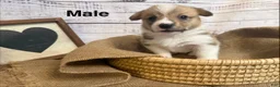 Welsh Corgi Pembroke dogs for sale: Welsh Corgi Pembroke 4 - Ad 1