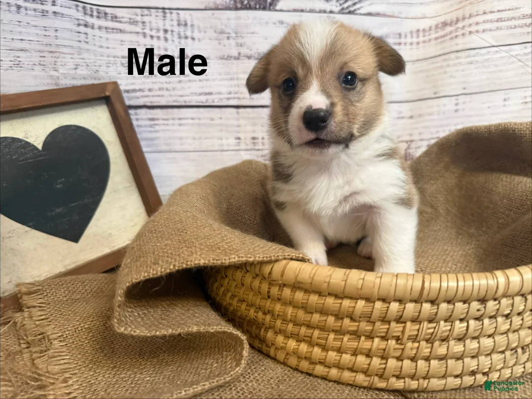 Welsh Corgi Pembroke dogs for sale: Welsh Corgi Pembroke 4 - Ad 1