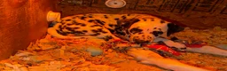 Dalmatian dogs for sale: Female 1 - Ad 2