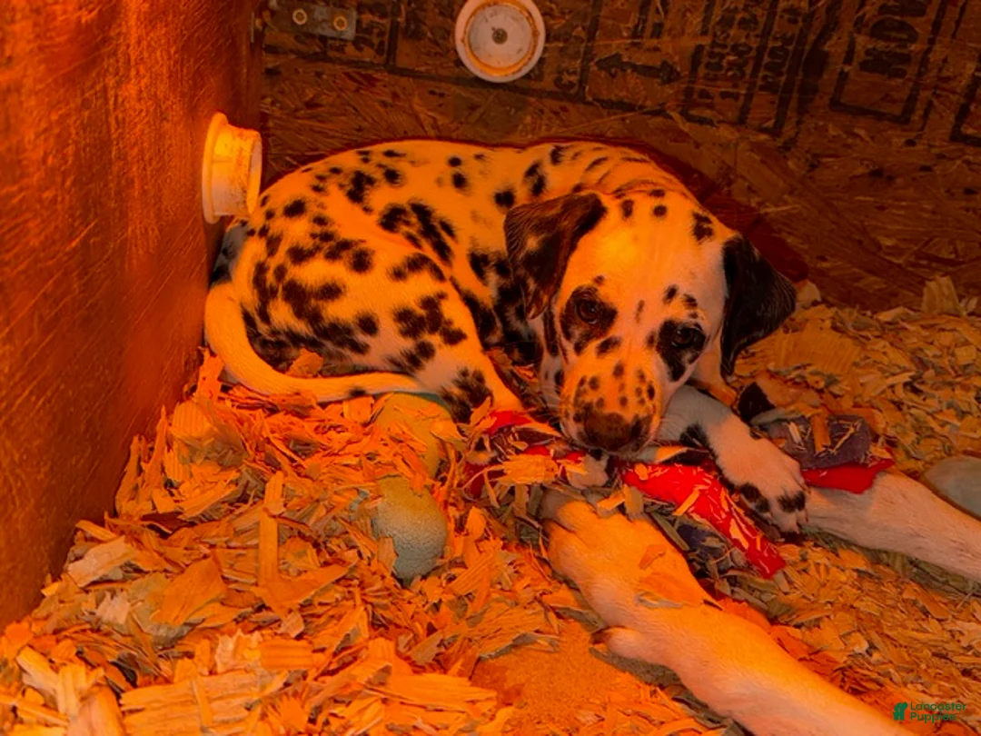 Dalmatian dogs for sale: Female 1 - Ad 2