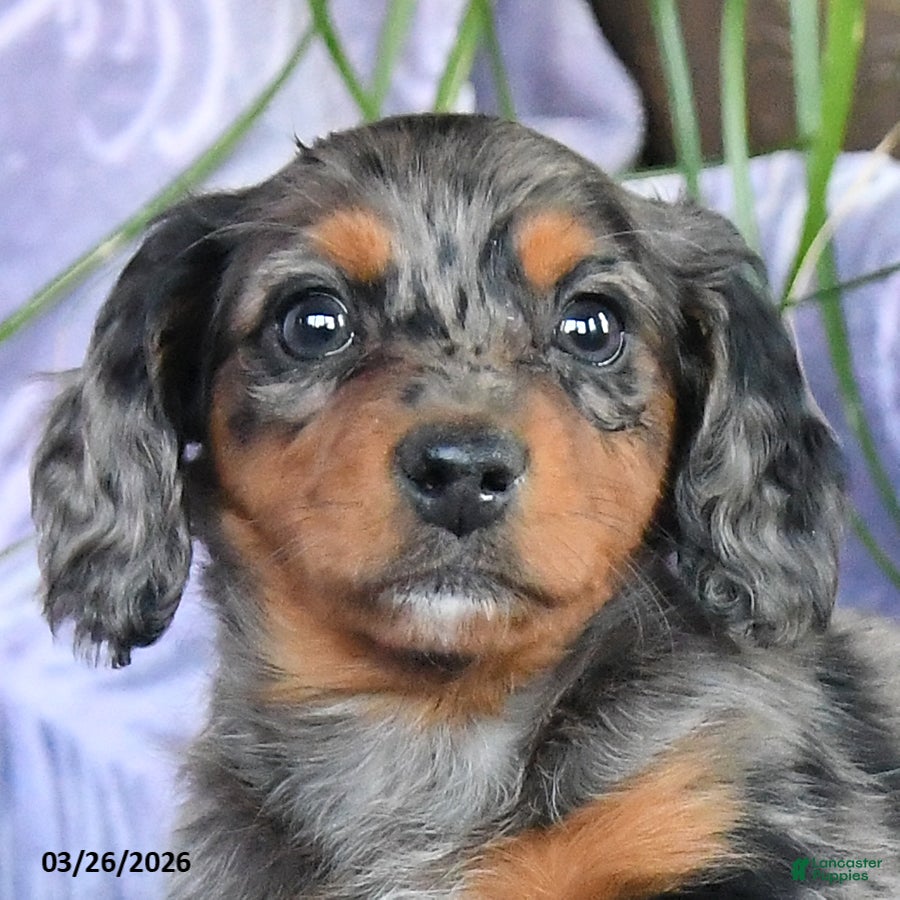 Miniature Dachshund dogs Duchess - Ad 2