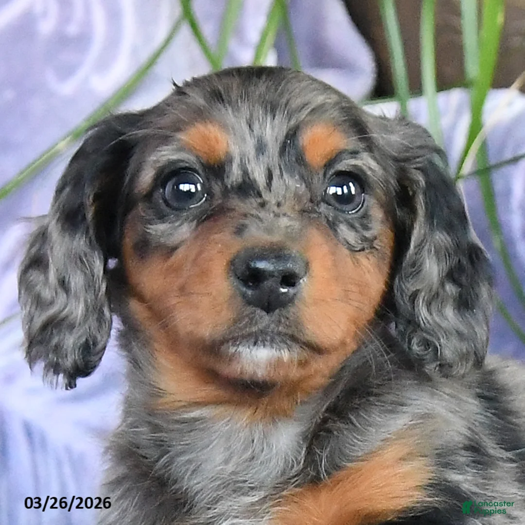 Miniature Dachshund dogs for sale: Duchess - Ad 2