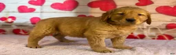 Golden Retriever dogs for sale: Jane - Ad 1