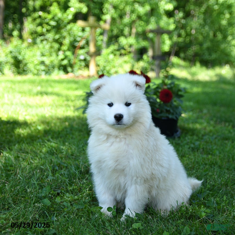 Samoyed dogs Popcorn - Ad 1