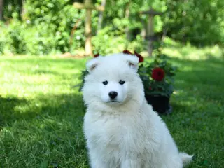 Samoyed dogs for sale: Popcorn - Ad 2