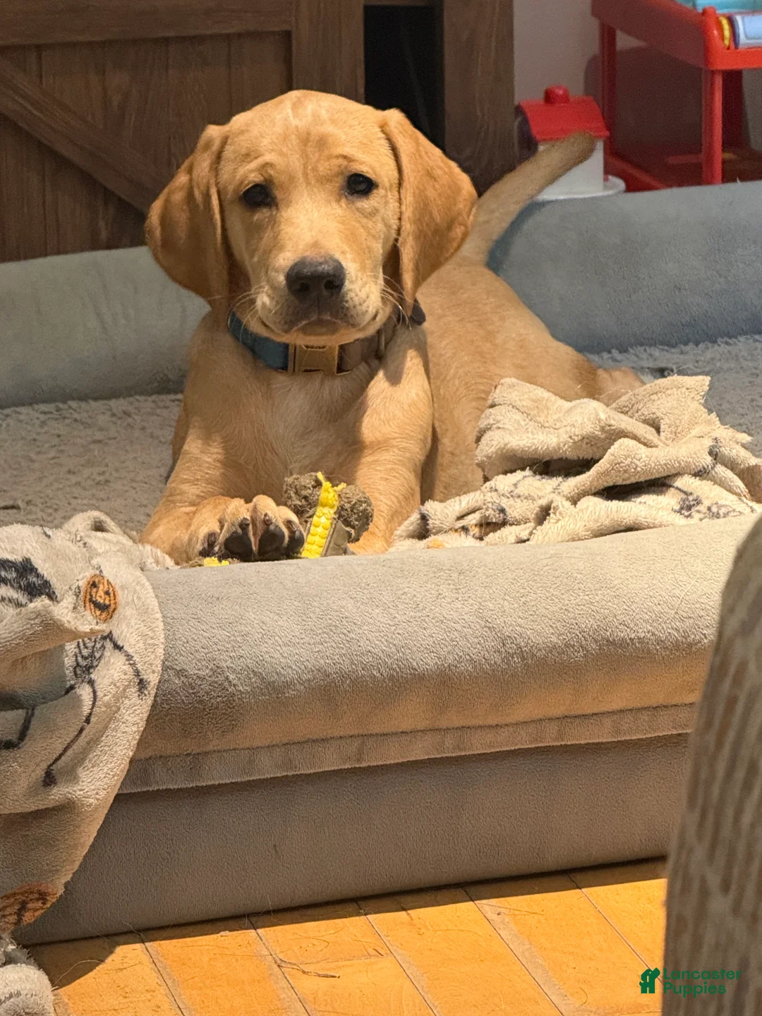 Labrador Retriever dogs for sale: Red male - Ad 4