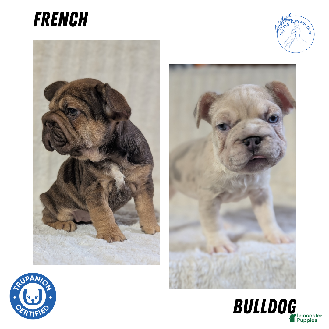 French Bulldog dogs for sale: Tessa - Ad 18