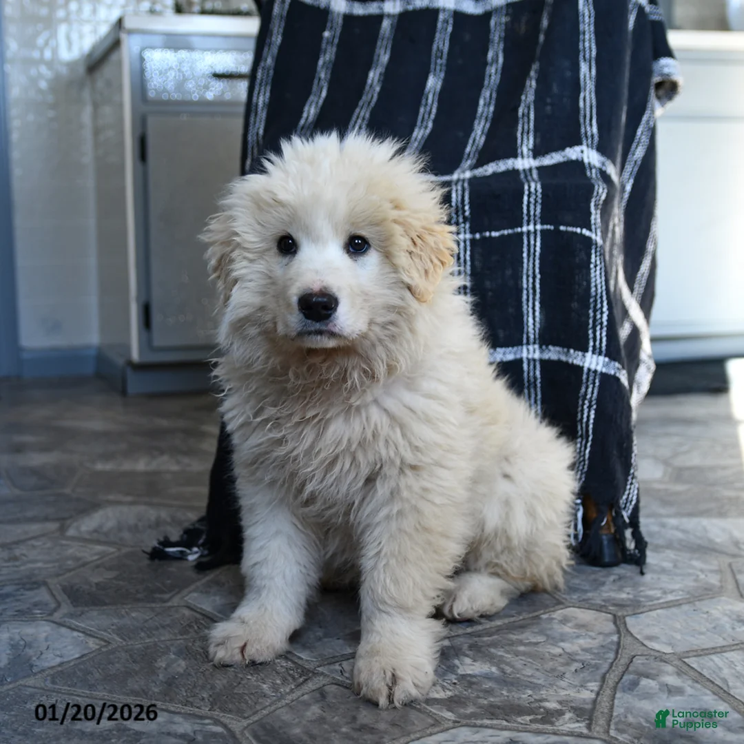 Maremma Sheepdog dogs for sale: Rebel - Ad 3