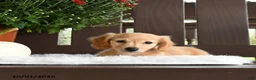 Miniature Dachshund dogs for sale: Ardy - Ad 5