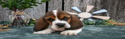 Basset Hound dogs for sale: Gracie - Ad 3