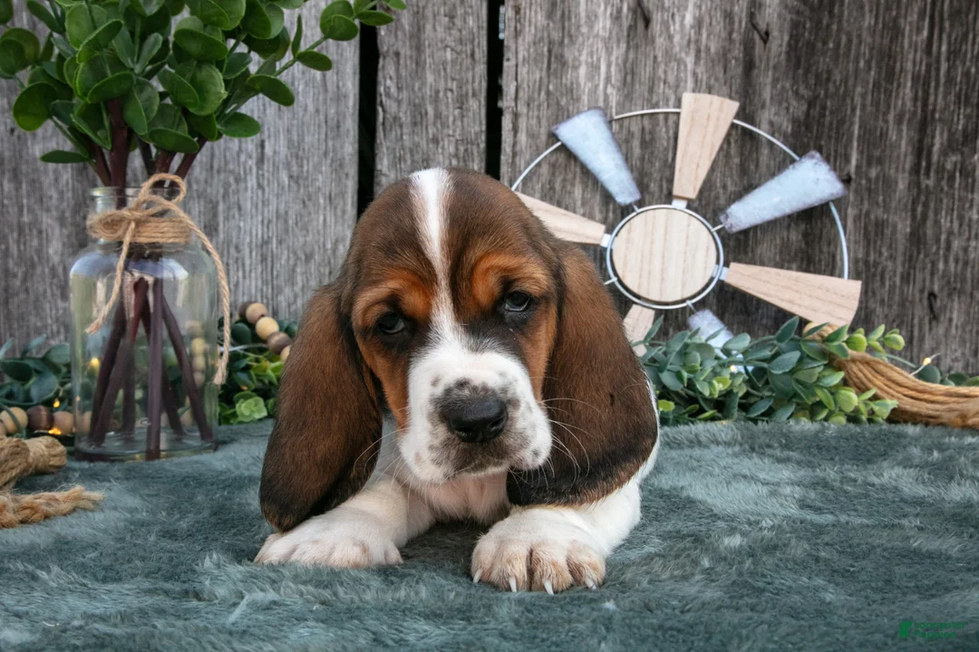 Basset Hound dogs for sale: Gracie - Ad 3