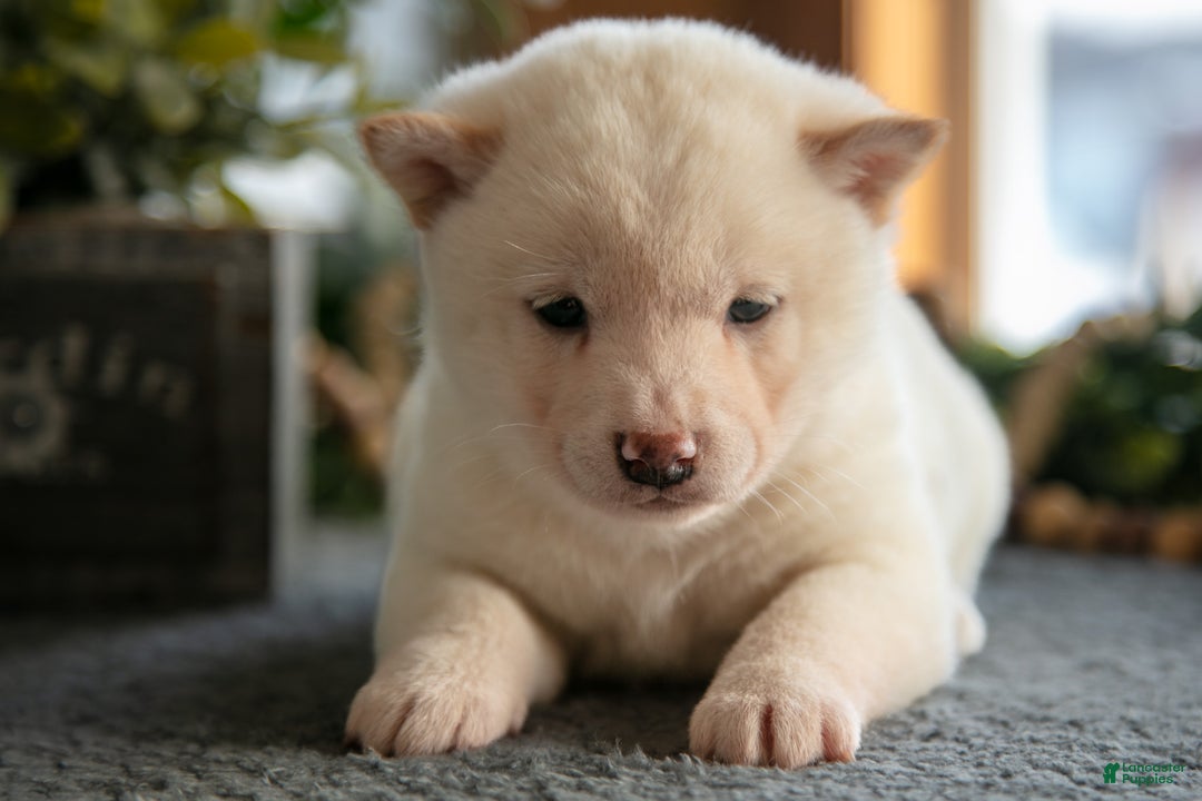 Shiba Inu dogs for sale: Marshmallow - Ad 3