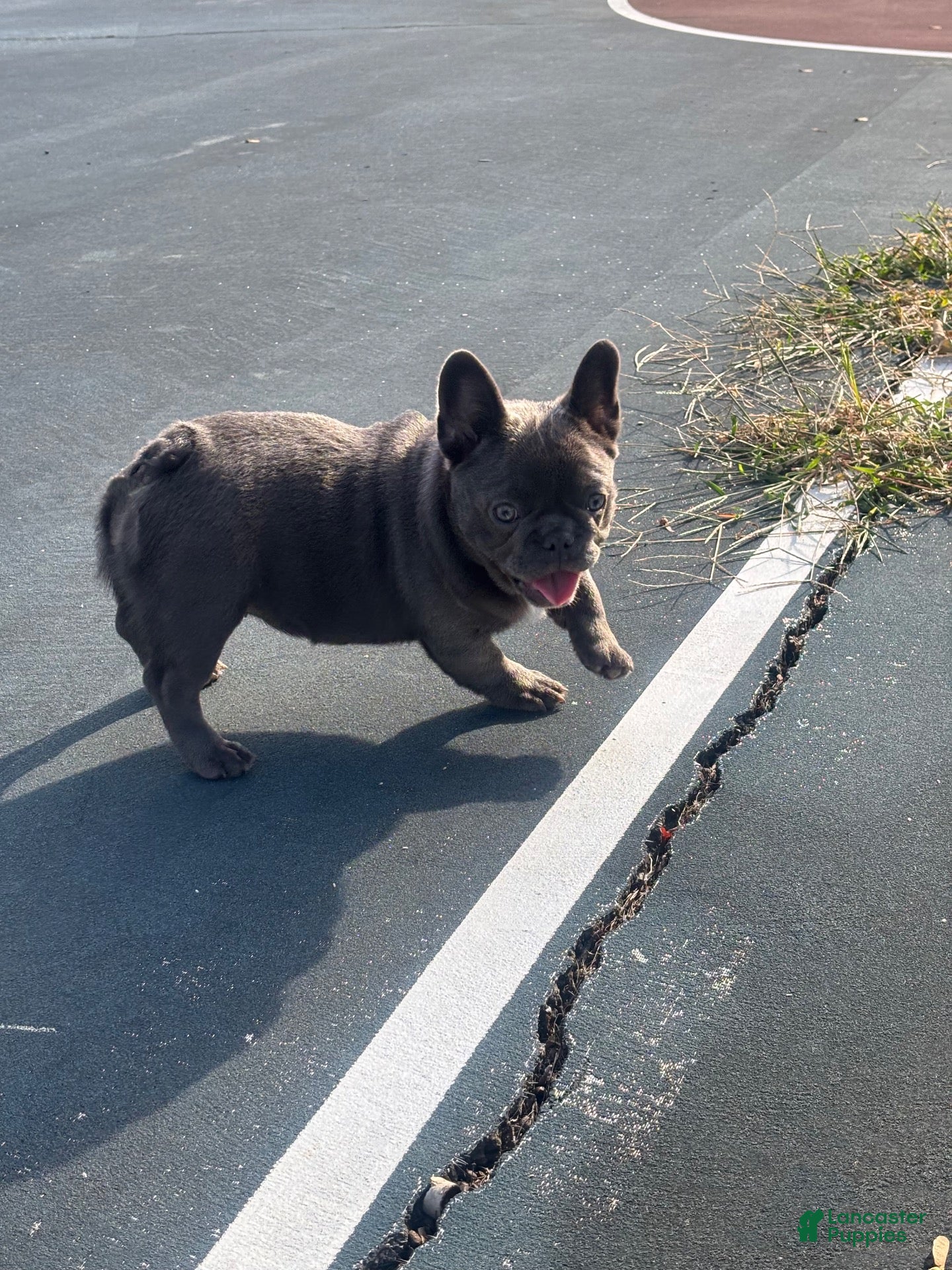 French Bulldog dogs French Bulldog 2 - Ad 32