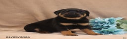 Rottweiler dogs for sale: Talon - Ad 1