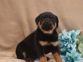 Rottweiler dogs Talon - Ad 36