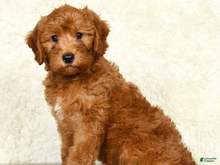 Miniature Labradoodle dogs - Ad 25