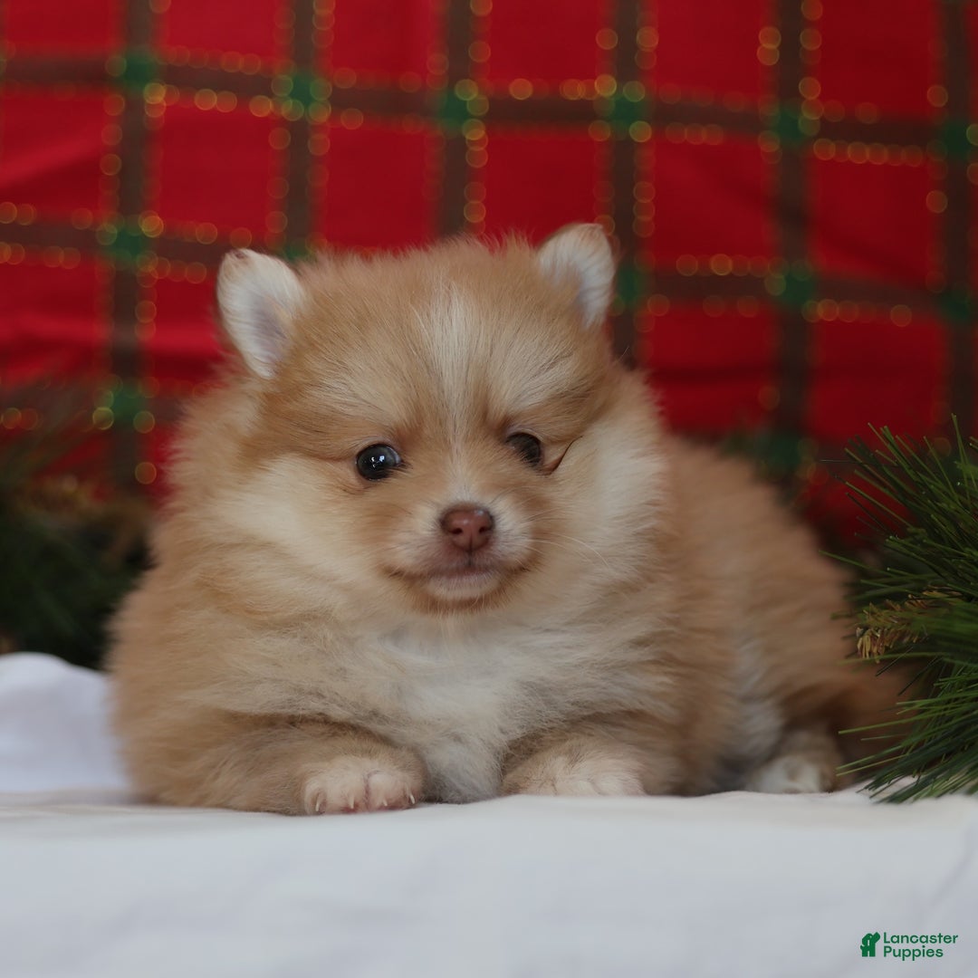 Mixed Breed dogs for sale: Biscuit  - Ad 6