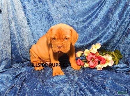 Dogue De Bordeaux dogs Dogue De Bordeaux 5 - Ad 2