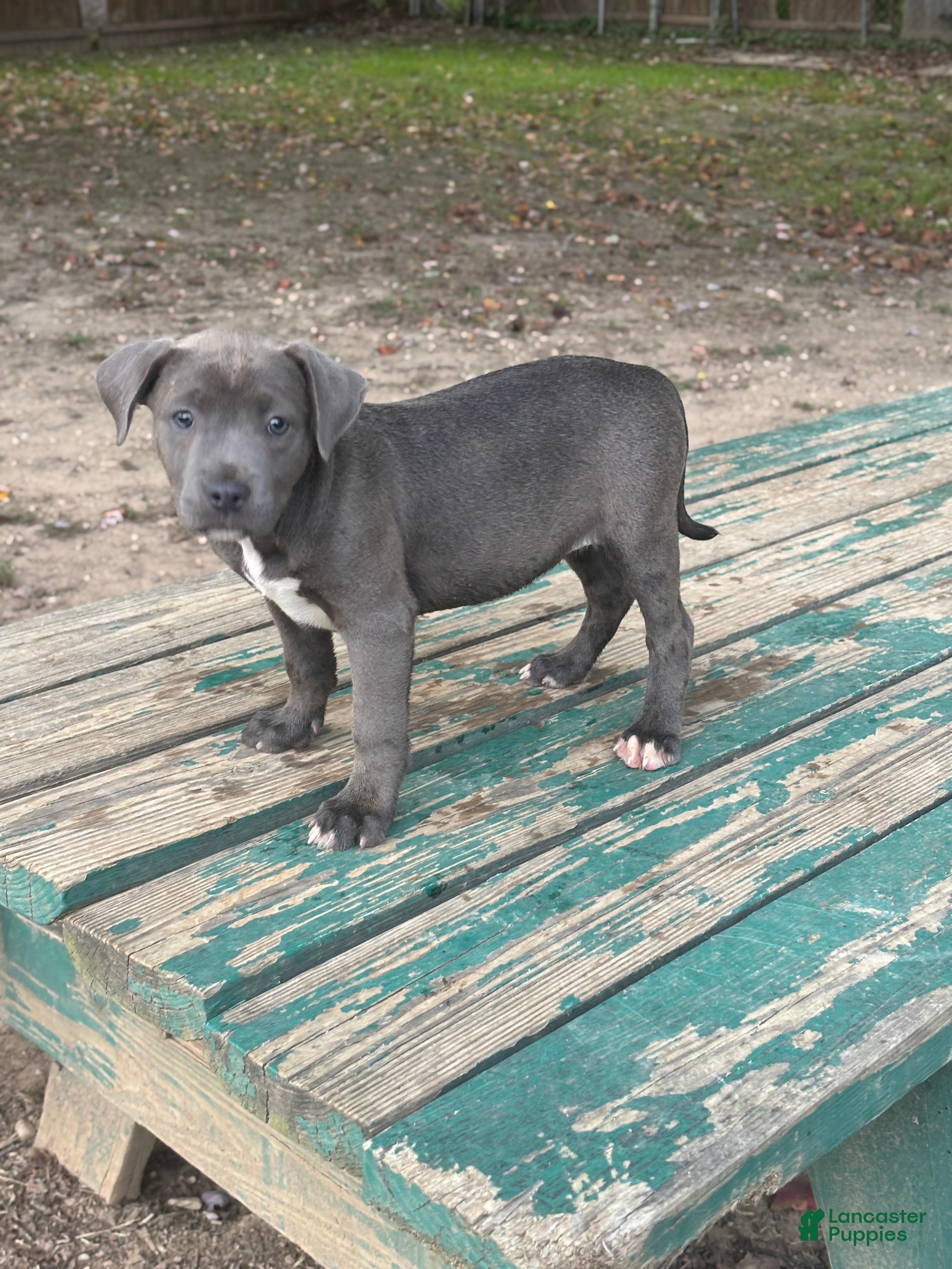 American Bully dogs Dream - Ad 38