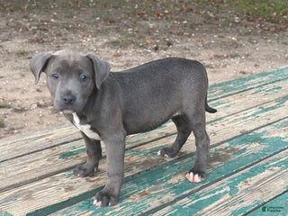 American Bully dogs Dream - Ad 5