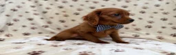 Cavapoo dogs for sale: Dax - Ad 6