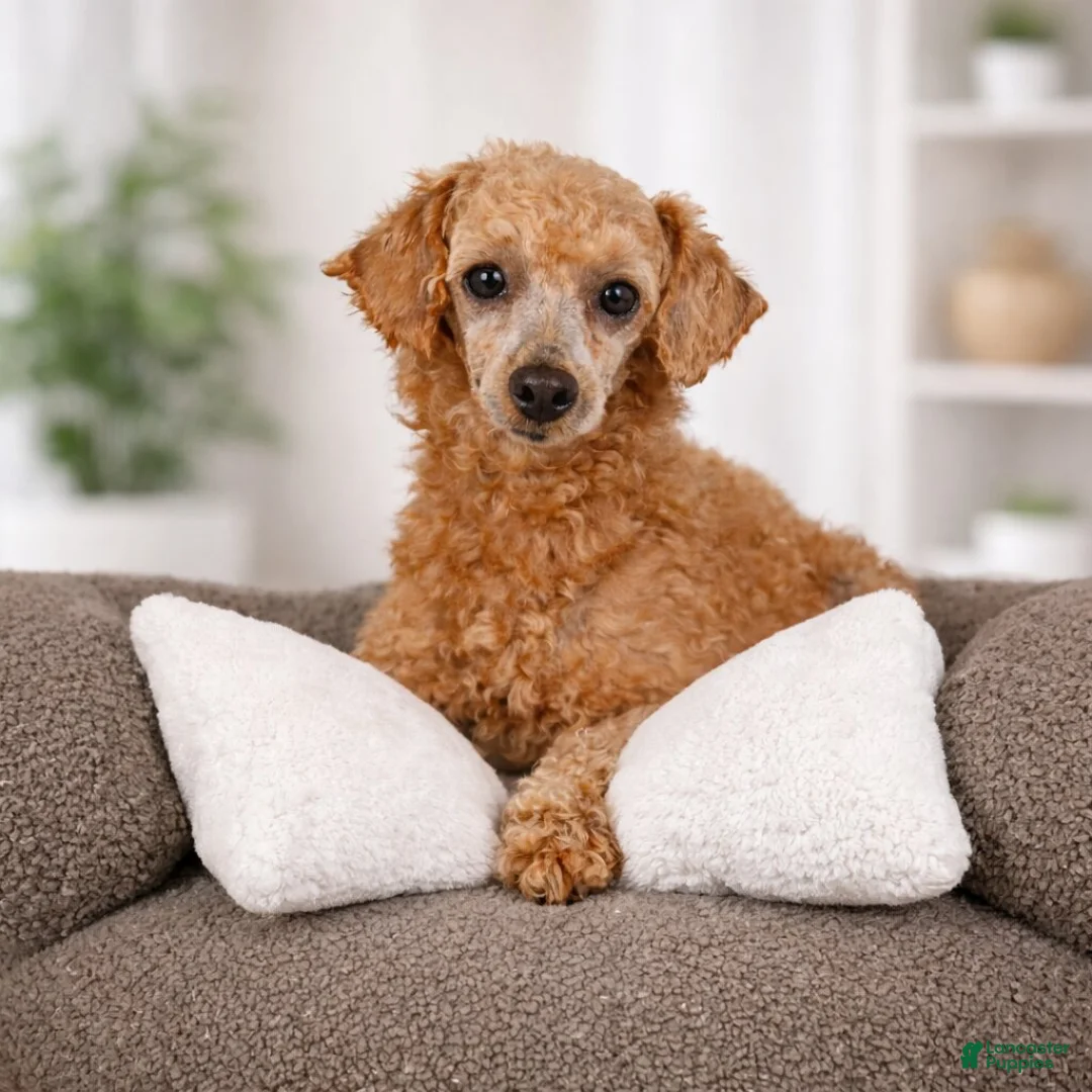 Cavapoo dogs for sale: cooper - Ad 8