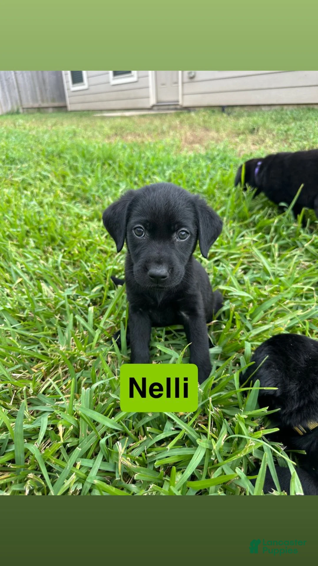 Labrador Retriever dogs for sale: Nelli - Ad 1