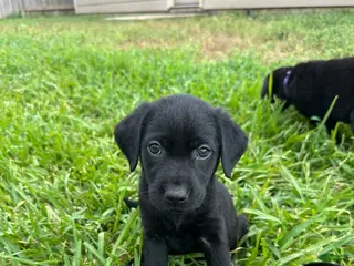 Labrador Retriever dogs Nelli - Ad 3