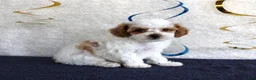 Toy Poodle dogs for sale: Poppy - Ad 2