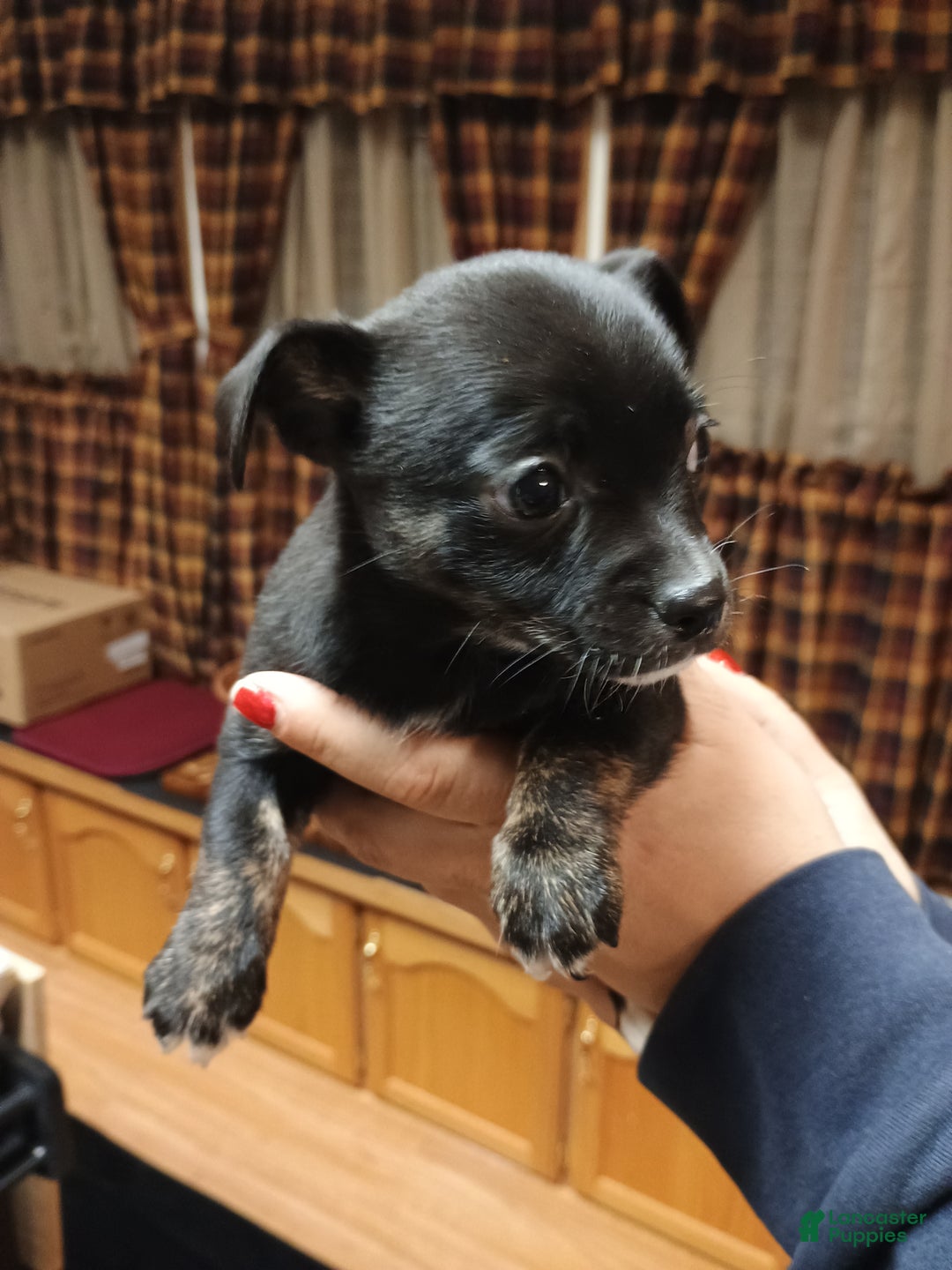 Chihuahua dogs for sale: Sable - Ad 3